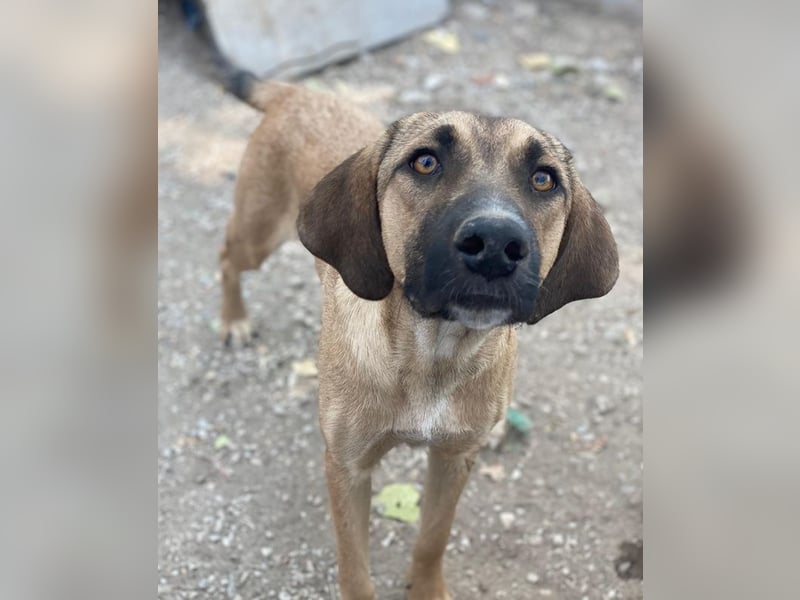 Katinka, geb. ca. 02/2025, lebt in GRIECHENLAND, im städt. Tierheim Serres