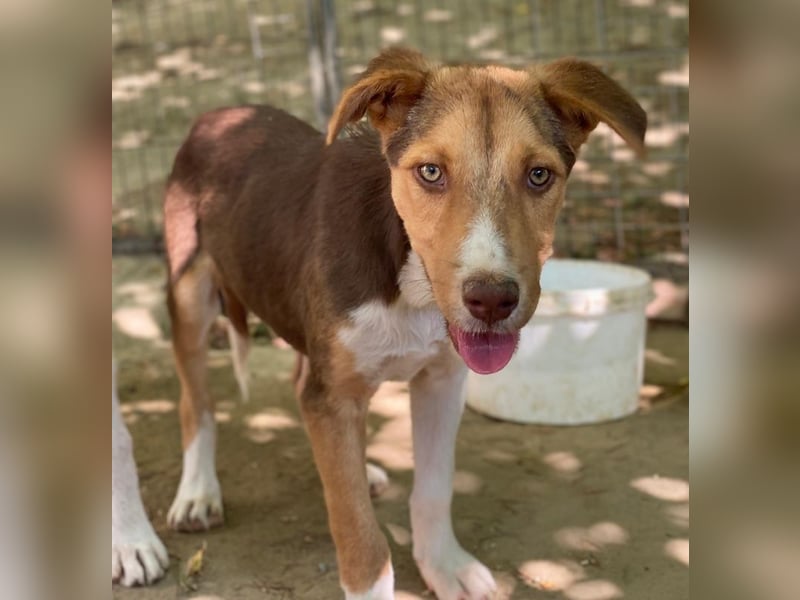 Hardo, geb. ca. 01/2025, lebt in GRIECHENLAND, auf einer privaten Pflegestelle