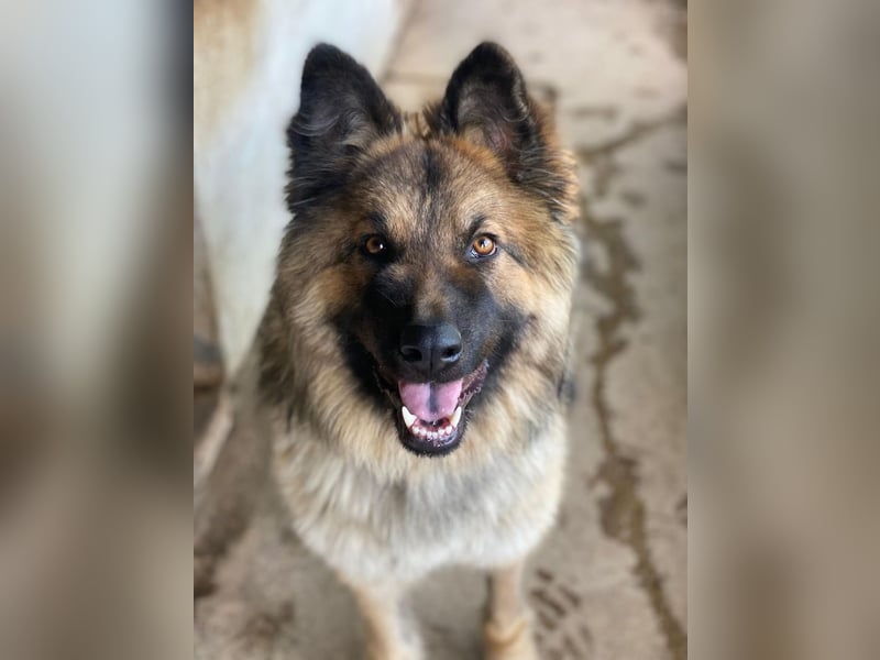 Joey, geb. ca. 08/2025, lebt in GRIECHENLAND, auf einer privaten Pflegestelle