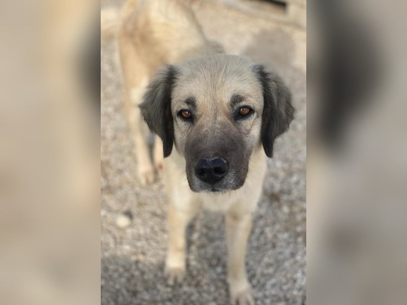 Frea, geb. ca. 02/2021, lebt in GRIECHENLAND, im städt. Tierheim Serres