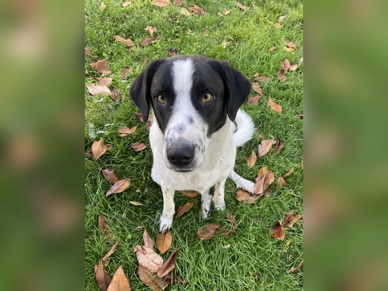 Penny, geb. ca. 05/2023, lebt in GRIECHENLAND, im städt. Tierheim Serres