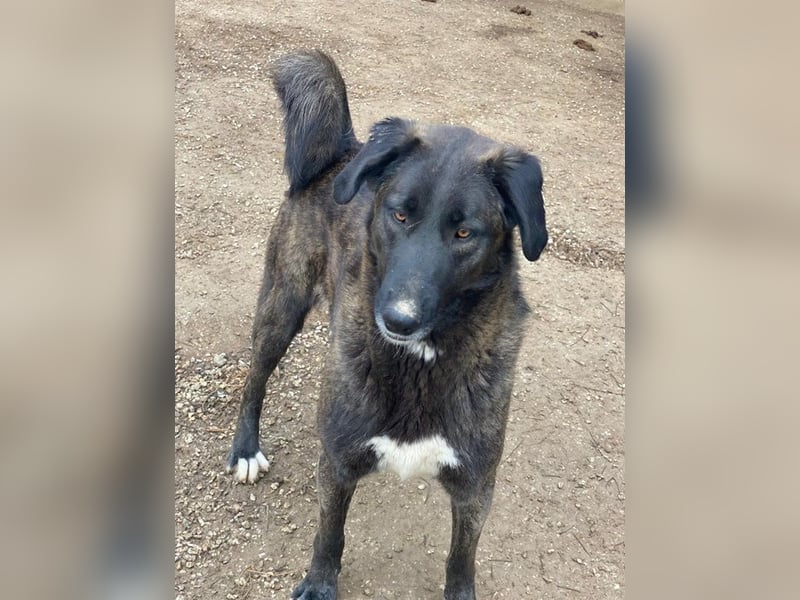 Niabi, geb. ca. 05/2023, lebt in GRIECHENLAND, im städt. Tierheim Serres