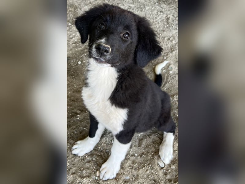 Lotti, geb. ca. 07/2025, lebt in GRIECHENLAND, auf einer privaten Pflegestelle