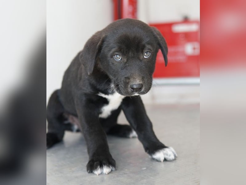 Jula, geb. ca. 12/2025, lebt in GRIECHENLAND, auf einer privaten Pflegestelle