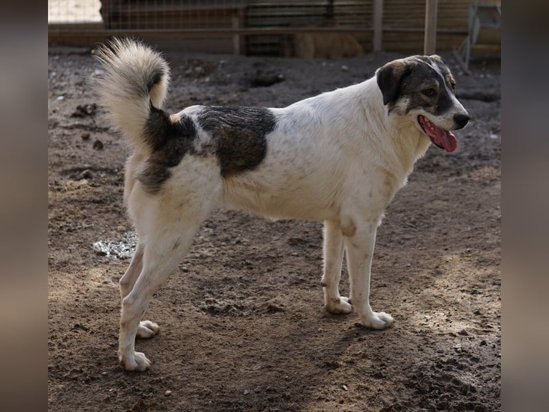 Vanessa, geb. ca. 05/2022, lebt in GRIECHENLAND, auf einer privaten Pflegestelle