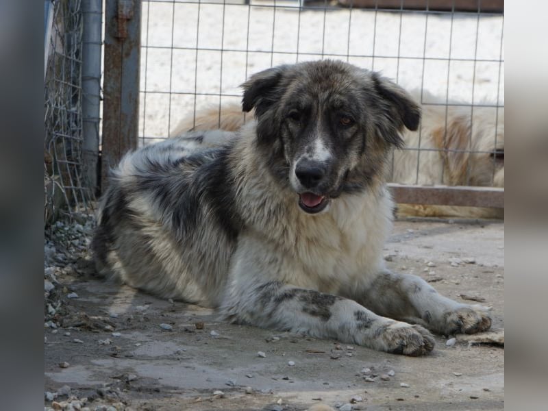 Ludmilla, geb. ca. 05/2025, lebt in GRIECHENLAND, im städt. Tierheim Serres