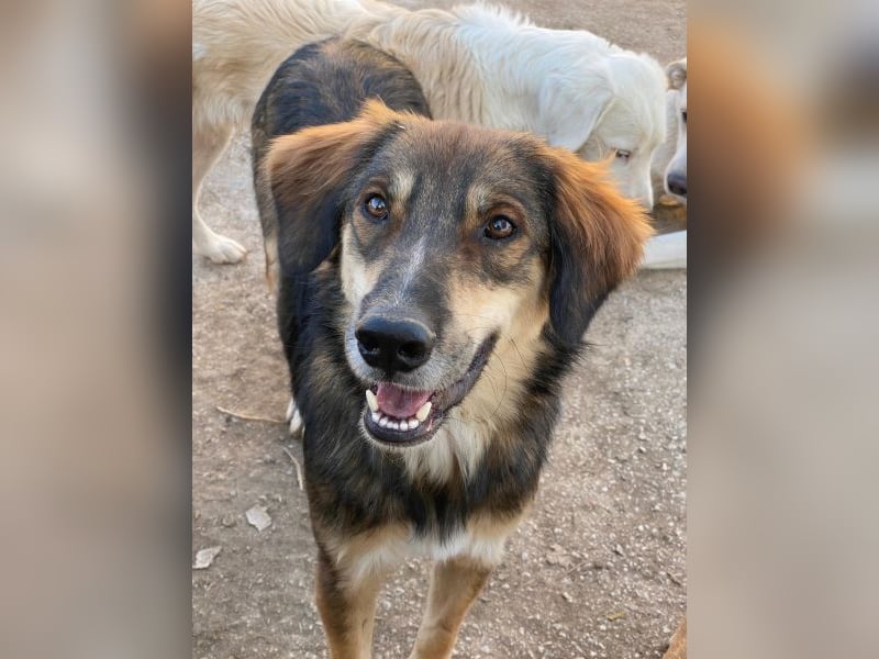 Rudolph, geb. ca. 05/2024, lebt in GRIECHENLAND, auf einer privaten Pflegestelle