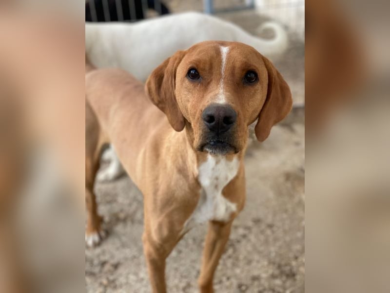 Olli, geb. ca. 11/2022, lebt in GRIECHENLAND, auf einer privaten Pflegestelle