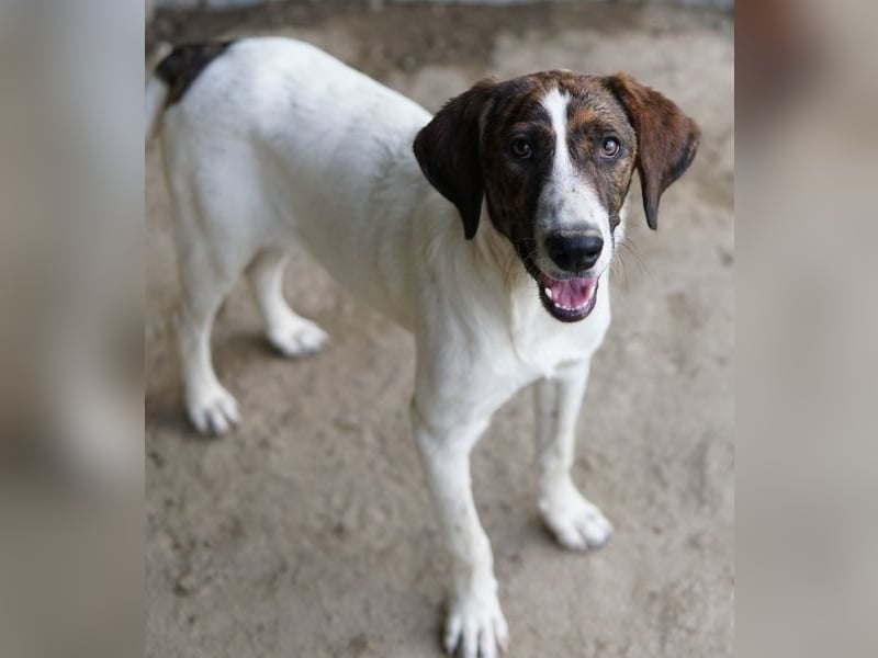 Ubena, geb. ca. 02/2025, lebt in GRIECHENLAND, auf einer privaten Pflegestelle