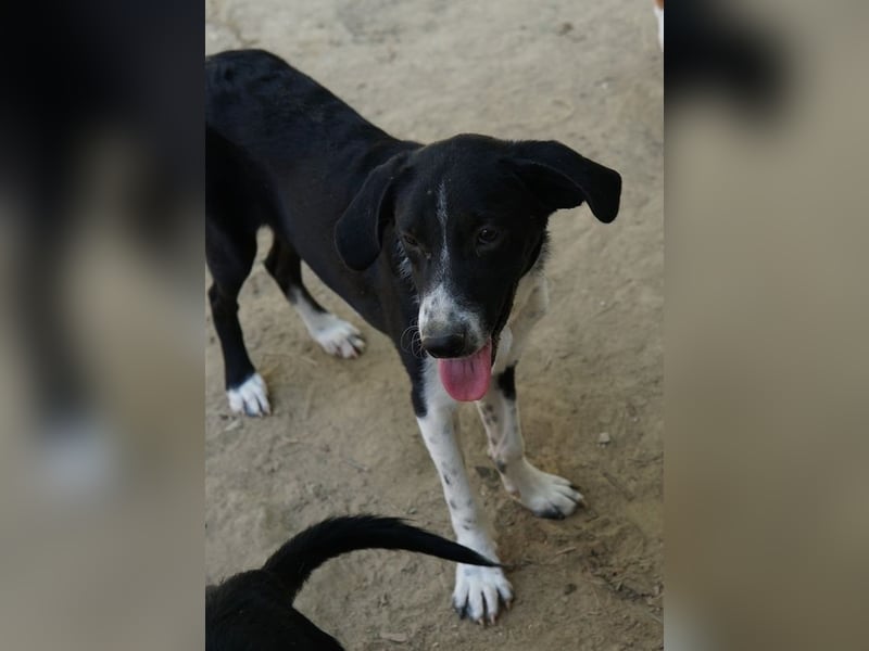 Piko, geb. ca. 01/2025, lebt in GRIECHENLAND, auf einer privaten Pflegestelle