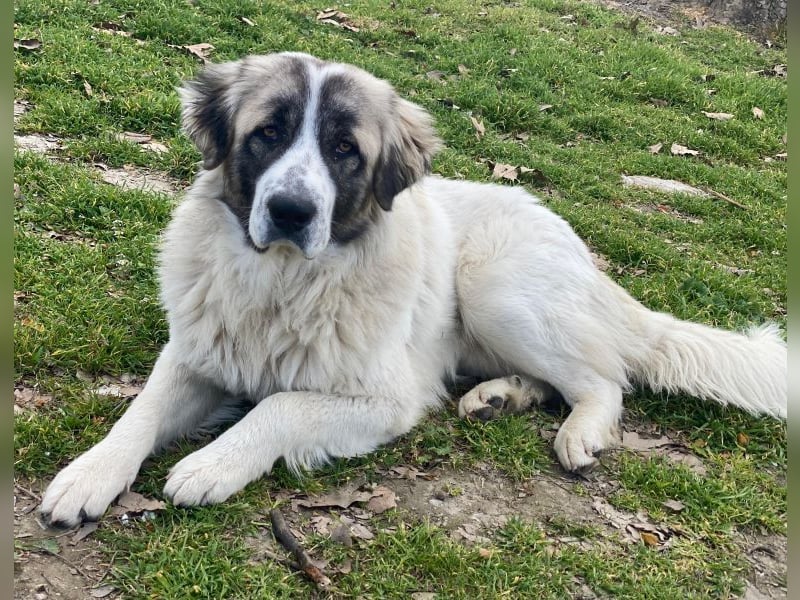 Chef, geb. ca. 07/2025, lebt in GRIECHENLAND, im städt. Tierheim Serres