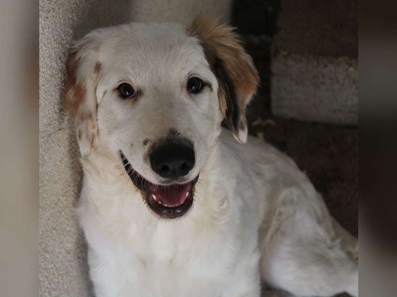 Kembro, geb. ca. 04/2025, lebt in GRIECHENLAND, im städt. Tierheim Serres