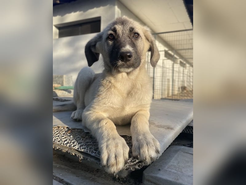 Juju, geb. ca. 02/2024, lebt in GRIECHENLAND, im städt. Tierheim Serres