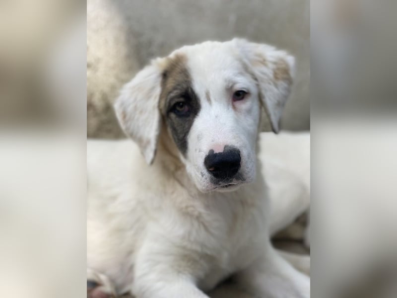 Arco, geb. ca. 02/2024, lebt in GRIECHENLAND, im städt. Tierheim Serres