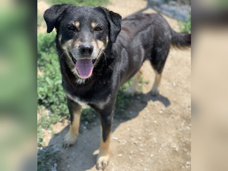 Nabucco, geb. ca. 01/2019, lebt in GRIECHENLAND, im städt. Tierheim Serres