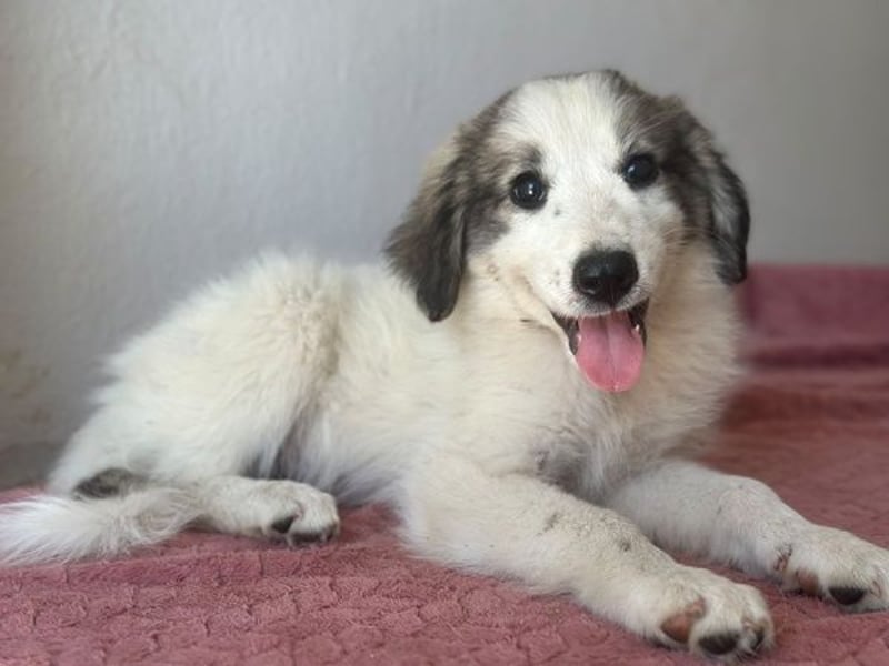 Paloma, geb. ca. 05/2026, lebt in GRIECHENLAND, im städt. Tierheim Serres