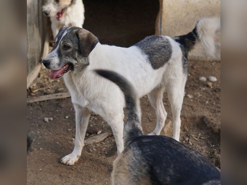 Vanessa, geb. ca. 05/2022, lebt in GRIECHENLAND, auf einer privaten Pflegestelle