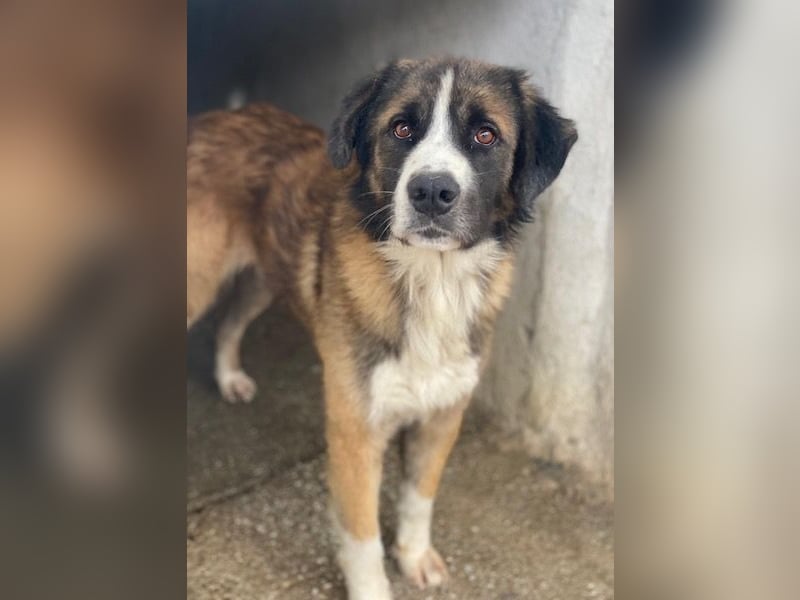 Beetles, geb. ca. 11/2024, lebt in GRIECHENLAND, im städt. Tierheim Serres