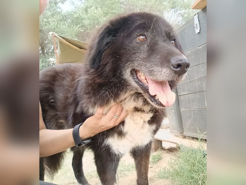 Betty-Boo, geb. ca. 01/2014, lebt in GRIECHENLAND, auf einer privaten Pflegestelle