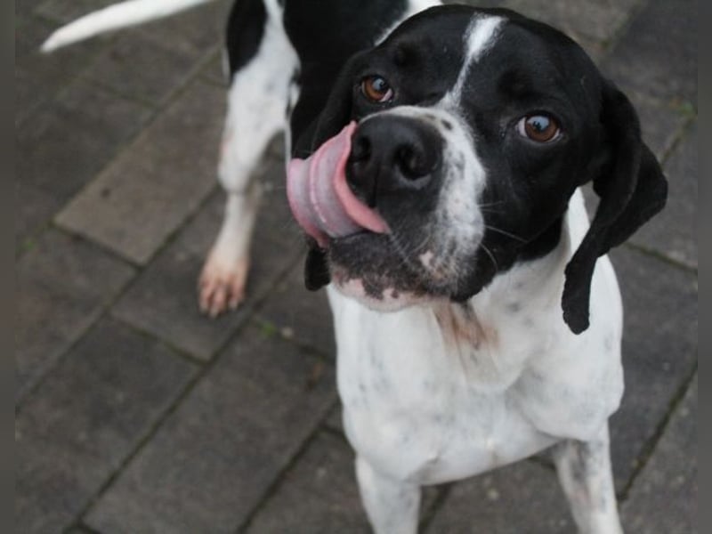 Attila, geb. ca. 08/2024, lebt auf einer Pflegestelle in 67735 Mehlbach