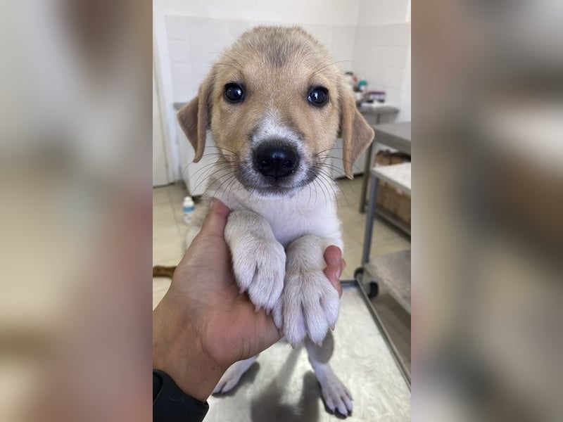 Padme, geb. ca. 04/2024, lebt in GRIECHENLAND, im städt. Tierheim Serres