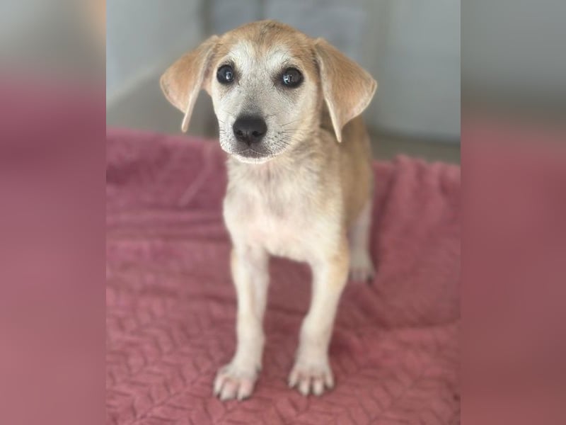 Rosie, geb. ca. 05/2026, lebt in GRIECHENLAND, im städt. Tierheim Serres