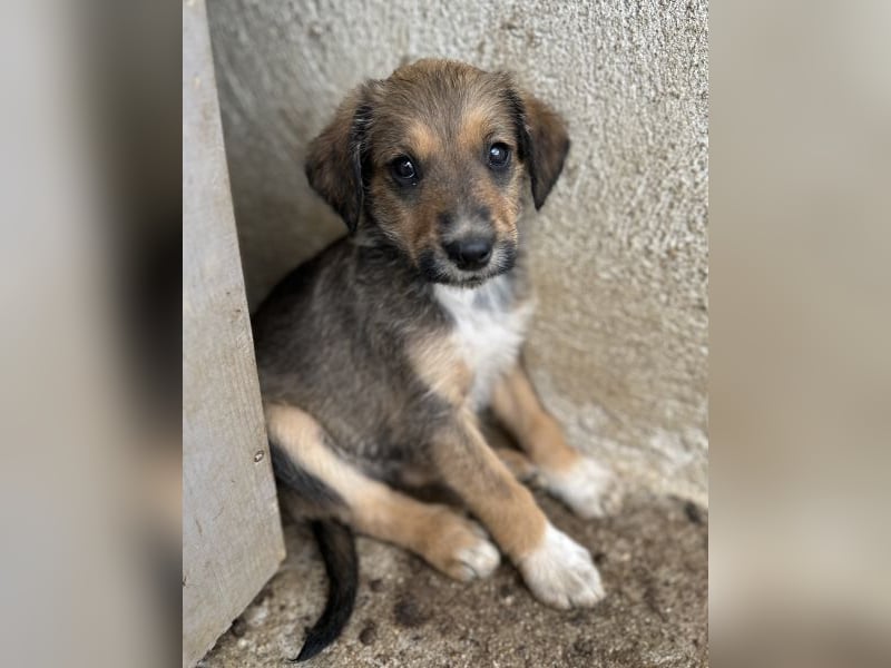 Woody, geb. ca. 02/2026, lebt in GRIECHENLAND, im städt. Tierheim Serres