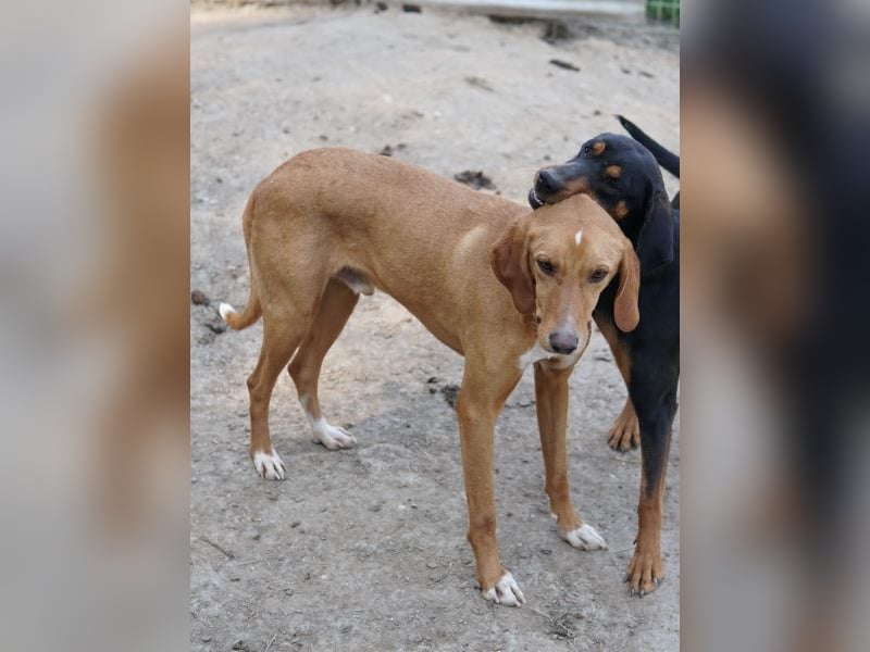 Gitano, geb. ca. 01/2024, lebt in GRIECHENLAND, auf einer privaten Pflegestelle