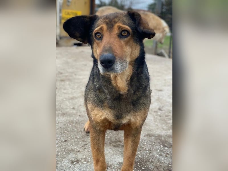 Violetta, geb. ca. 09/2018, lebt in GRIECHENLAND, im städt. Tierheim Serres