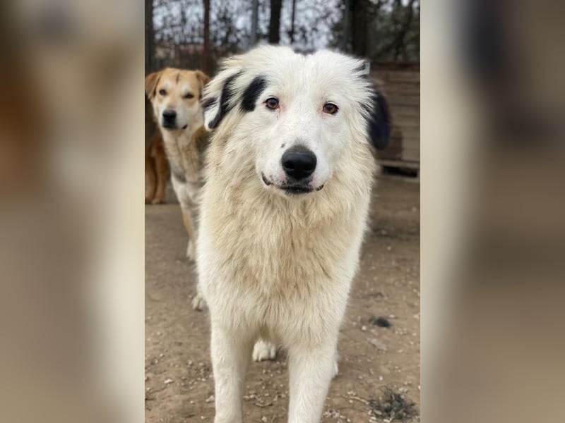 Namika, geb. ca. 02/2024, lebt in GRIECHENLAND, im städt. Tierheim Serres