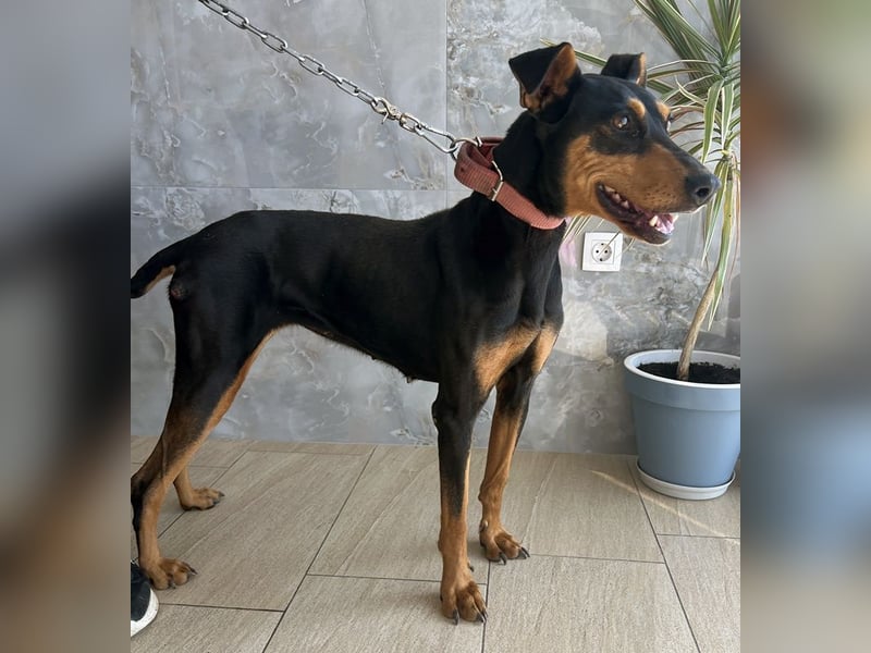 Rachel, geb. ca. 05/2020, lebt in GRIECHENLAND, auf einer privaten Pflegestelle