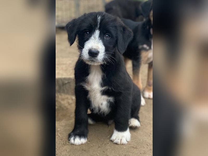 Kasimir, geb. ca. 09/2025, lebt in GRIECHENLAND, auf einer privaten Pflegestelle