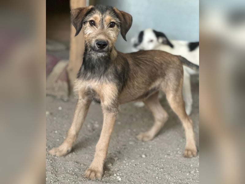 Woody, geb. ca. 02/2026, lebt in GRIECHENLAND, im städt. Tierheim Serres
