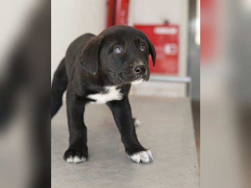 Jula, geb. ca. 12/2025, lebt in GRIECHENLAND, auf einer privaten Pflegestelle