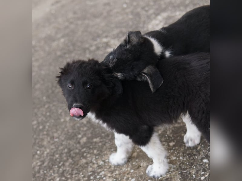 Baron, geb. ca. 12/2023, lebt in GRIECHENLAND, auf einem Gelände, Hunde werden notdürftig versorgt
