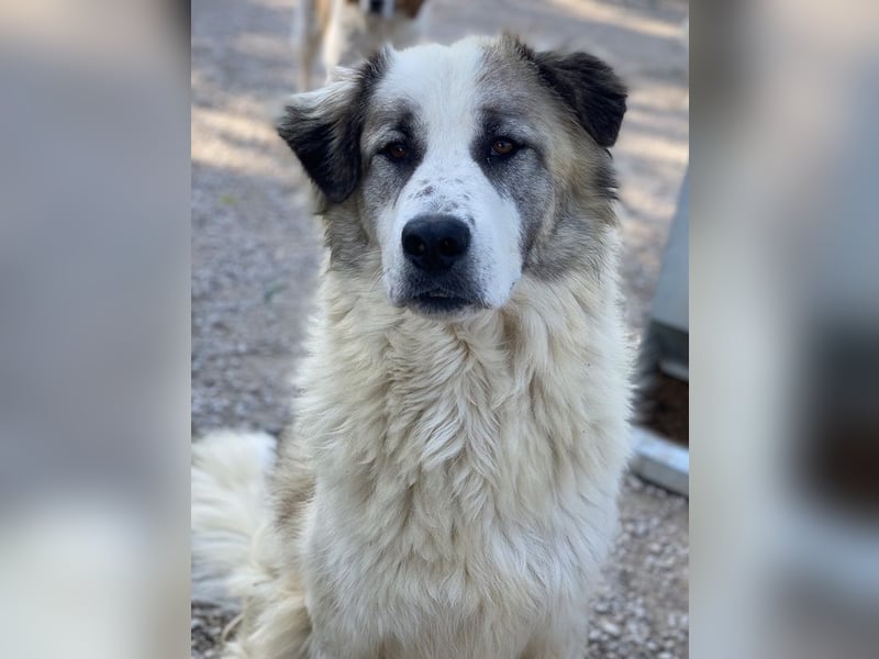 Wesley, geb. ca. 11/2022, lebt in GRIECHENLAND, im städt. Tierheim Serres