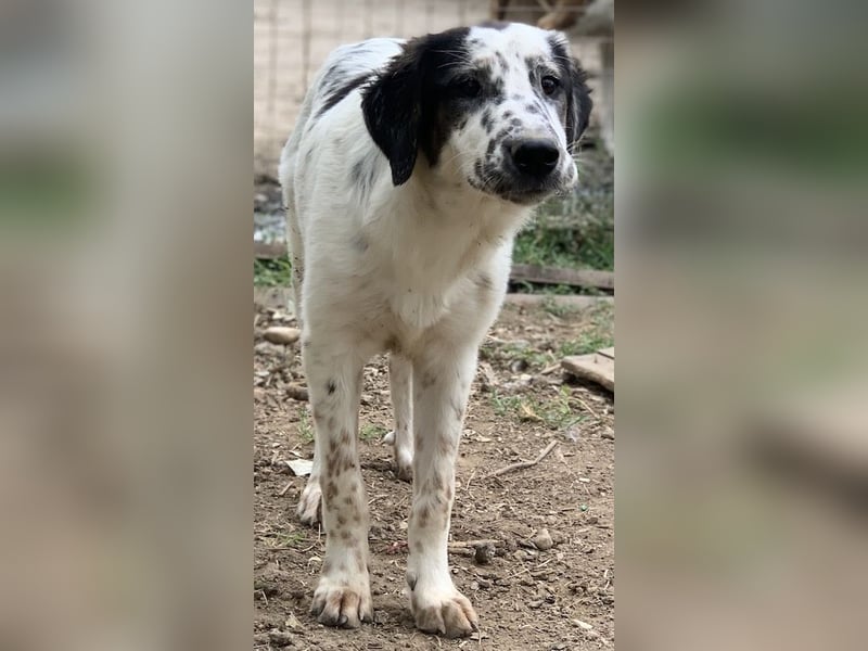 Lime, geb. ca. 02/2023, lebt in GRIECHENLAND, auf einer privaten Pflegestelle