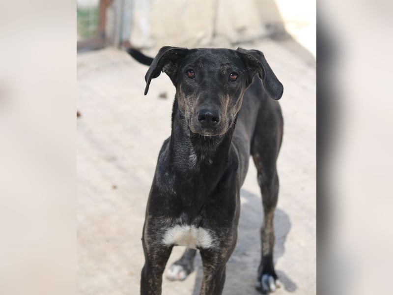 Nyota, geb. ca. 09/2023, lebt in GRIECHENLAND, auf einer privaten Pflegestelle