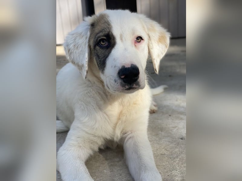 Arco, geb. ca. 02/2024, lebt in GRIECHENLAND, im städt. Tierheim Serres