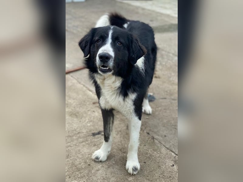 Quentin, geb. ca. 11/2022, lebt in GRIECHENLAND, im städt. Tierheim Serres