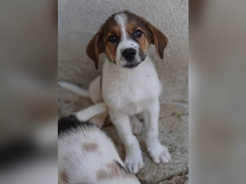 Florin, geb. ca. 05/2025, lebt in GRIECHENLAND, im städt. Tierheim Serres