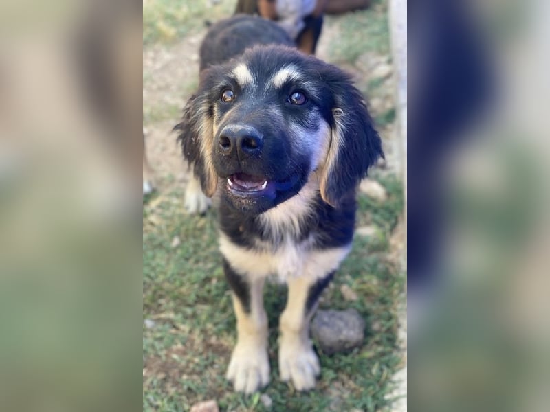 Quana, geb. ca. 02/2025, lebt in GRIECHENLAND, auf einer privaten Pflegestelle