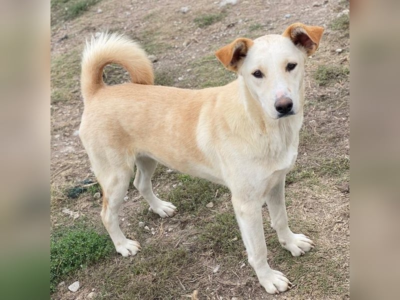 Kalena, geb. ca. 01/2025, lebt in GRIECHENLAND, im städt. Tierheim Serres