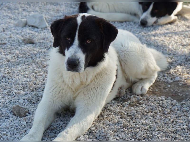 Zola, geb. ca. 01/2025, lebt in GRIECHENLAND, im städt. Tierheim Serres