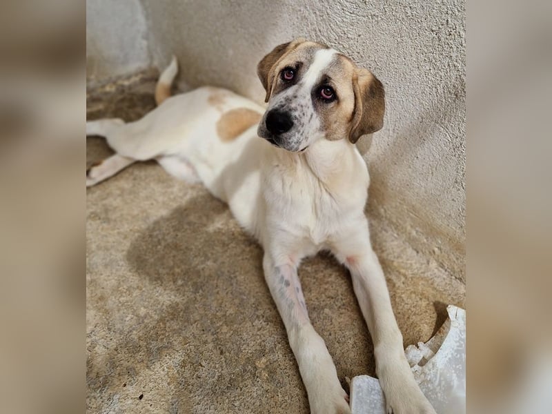 Lou, geb. ca. 11/2022, lebt in GRIECHENLAND, im städt. Tierheim Serres