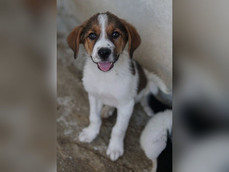 Florin, geb. ca. 05/2025, lebt in GRIECHENLAND, im städt. Tierheim Serres