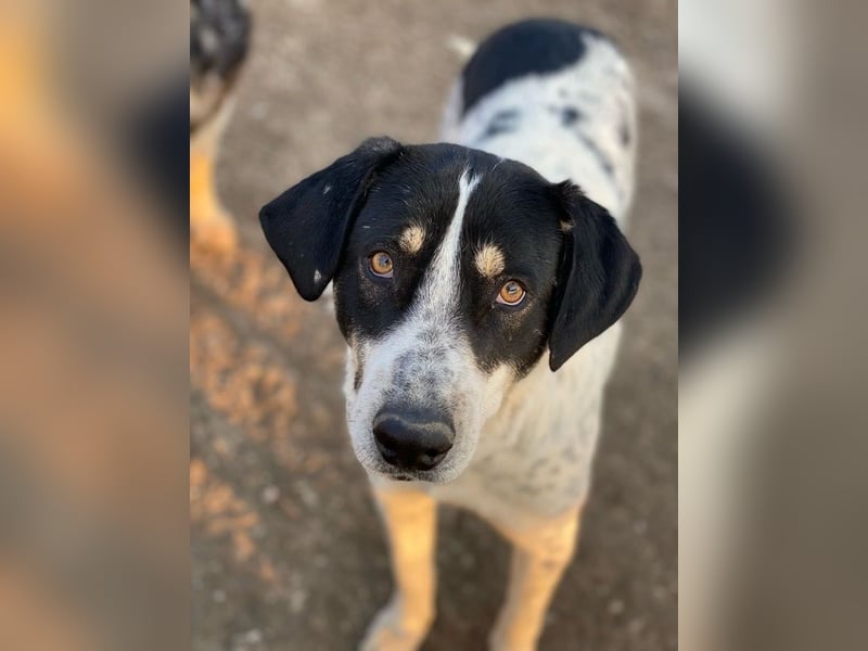 Benja, geb. ca. 05/2023, lebt in GRIECHENLAND, im städt. Tierheim Serres