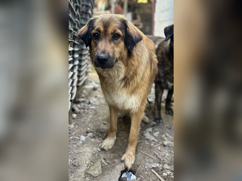 Melica, geb. ca. 09/2023, lebt in GRIECHENLAND, auf einer privaten Pflegestelle