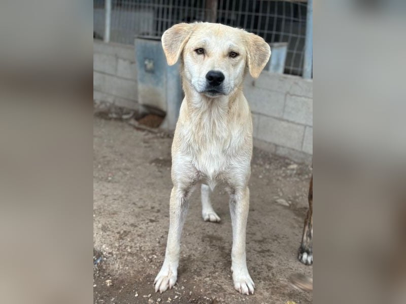 Shaggy, geb. ca. 04/2025, lebt in GRIECHENLAND, im städt. Tierheim Serres