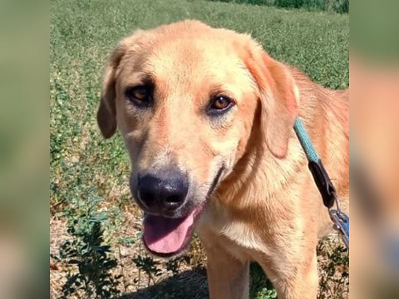 Petros, geb. ca. 12/2024, lebt in GRIECHENLAND, auf einer privaten Pflegestelle